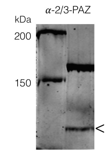 Western blot using anti-AGO3 antibodies (Chlamydmonas)